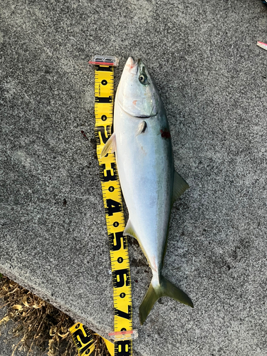 ハマチの釣果