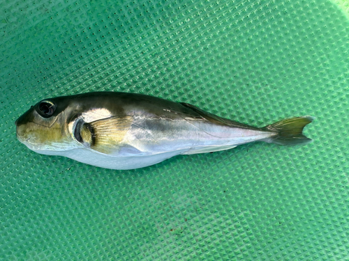 シロサバフグの釣果