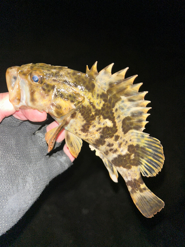 タケノコメバルの釣果