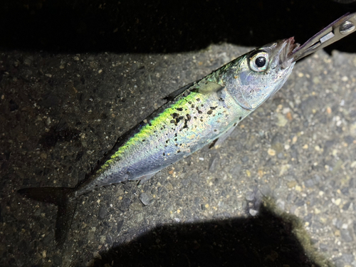 サバの釣果