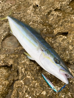 ツムブリの釣果