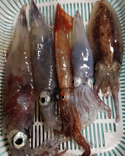 釣果