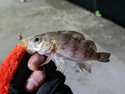 メバルの釣果