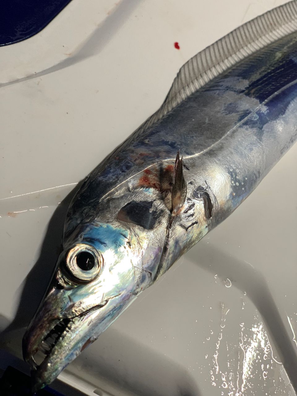 タチウオ