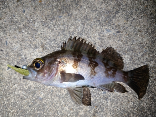 メバルの釣果