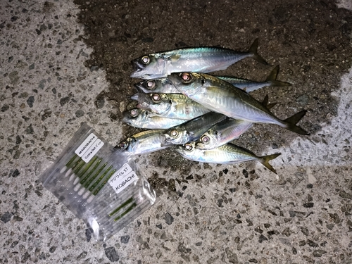 マアジの釣果