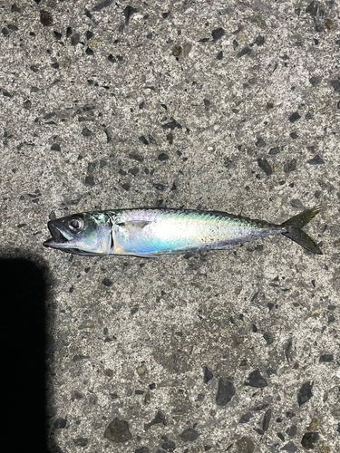 サバの釣果