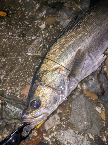 シーバスの釣果