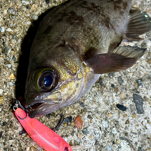 シロメバルの釣果