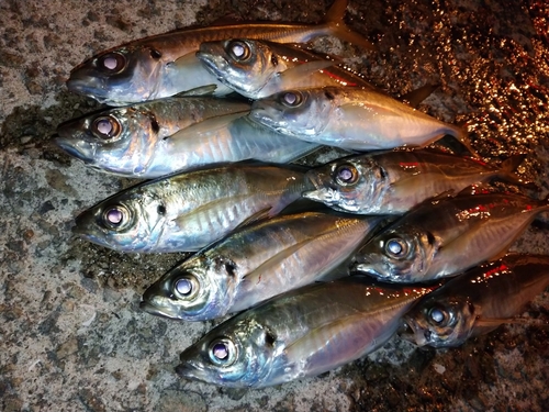 アジの釣果