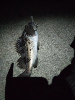 クロソイの釣果