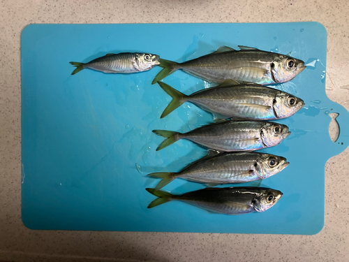 アジの釣果