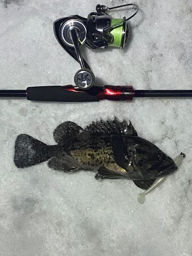 クロソイの釣果