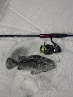 クロソイの釣果