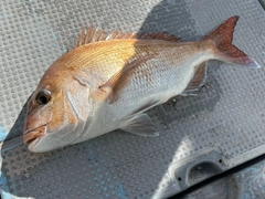 マダイの釣果