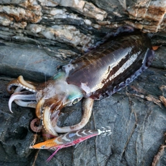 ケンサキイカの釣果