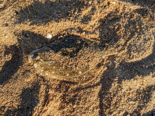 カレイの釣果