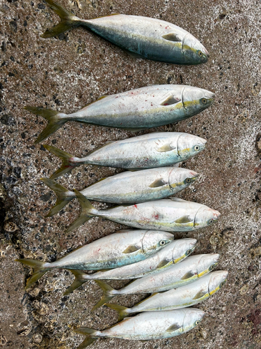 ヤズの釣果