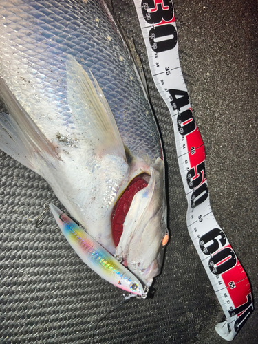 オオニベの釣果