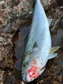 ワラサの釣果