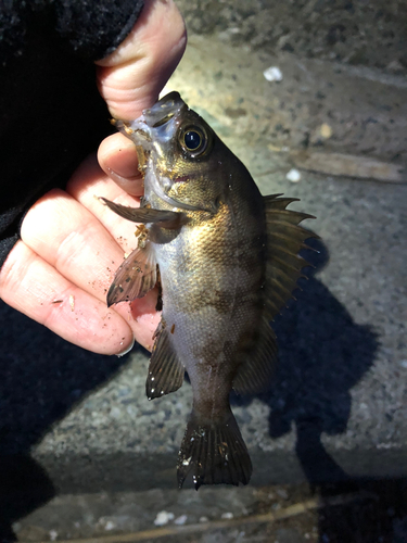 メバルの釣果