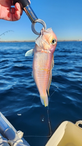 アマダイの釣果