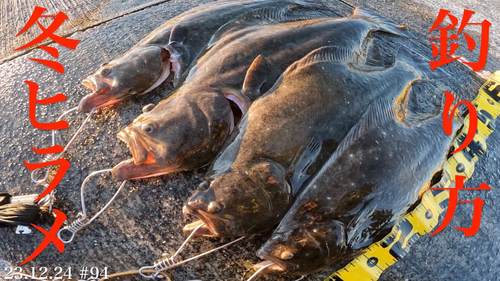 ヒラメの釣果