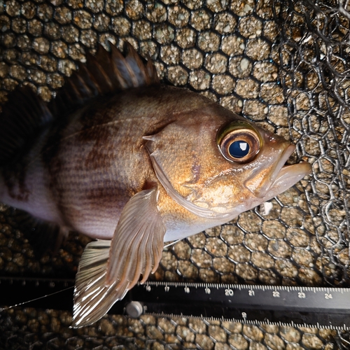 メバルの釣果