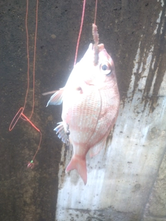 チャリコの釣果