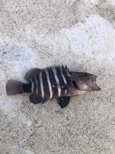 釣果