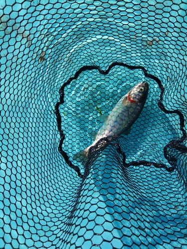 ニジマスの釣果