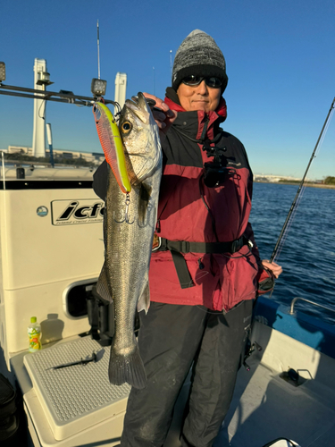 シーバスの釣果