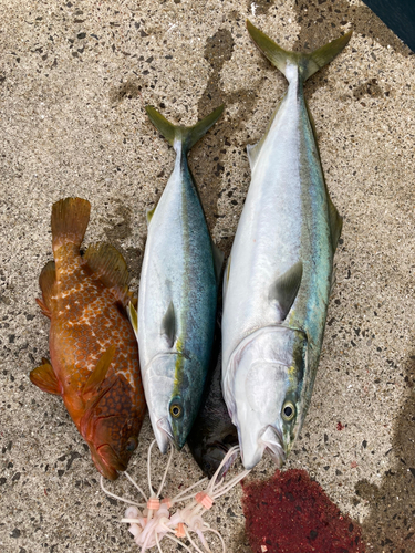 ブリの釣果