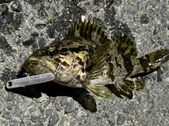 タケノコメバルの釣果