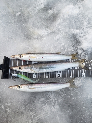 カマスの釣果