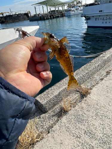 アナハゼの釣果