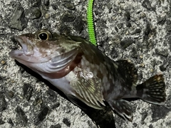 アラカブの釣果