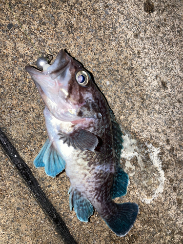 マゾイの釣果