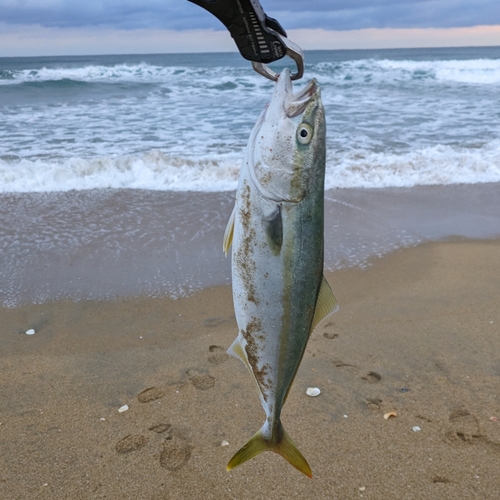 ヤズの釣果