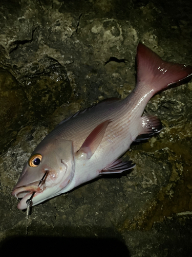 バラフエダイの釣果