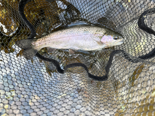 レインボートラウトの釣果