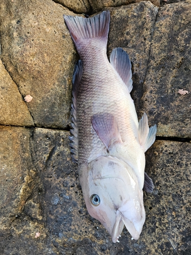 コブダイの釣果