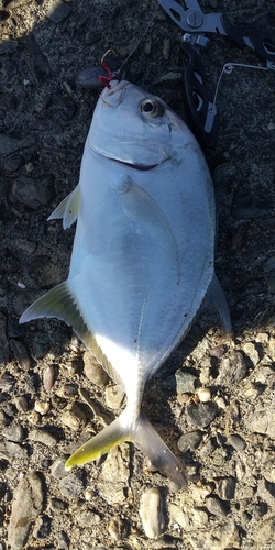 ロウニンアジの釣果