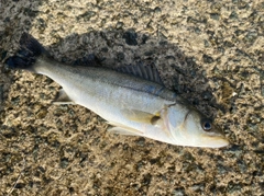 セイゴ（マルスズキ）の釣果