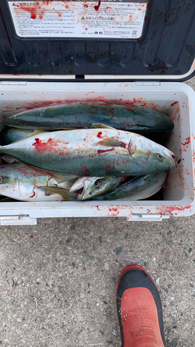 ハマチの釣果