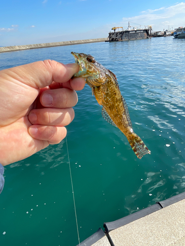 アナハゼの釣果