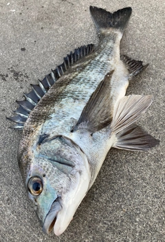 チヌの釣果