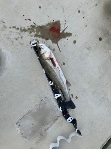 セイゴ（マルスズキ）の釣果