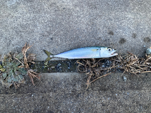 サバの釣果