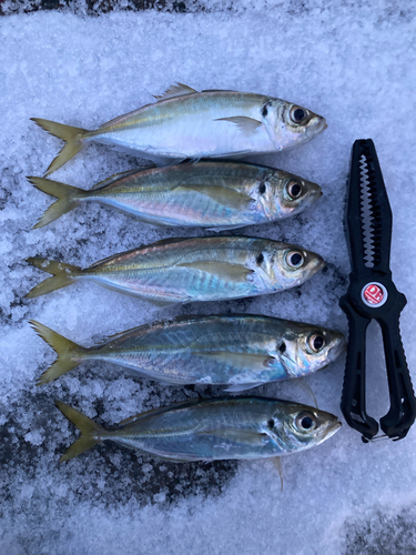 アジの釣果